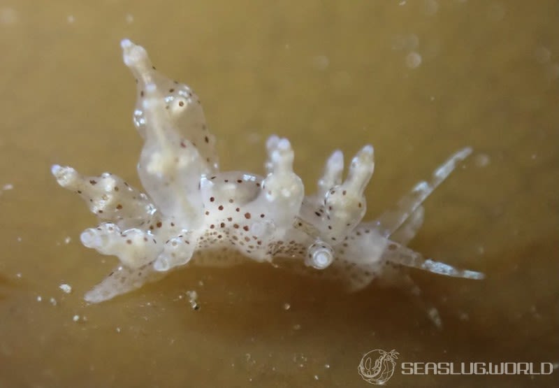 ホシアカリミノウミウシ Eubranchus sp. 5