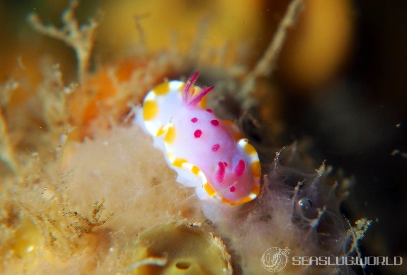 メキシクロミス・マクロパス Mexichromis macropus