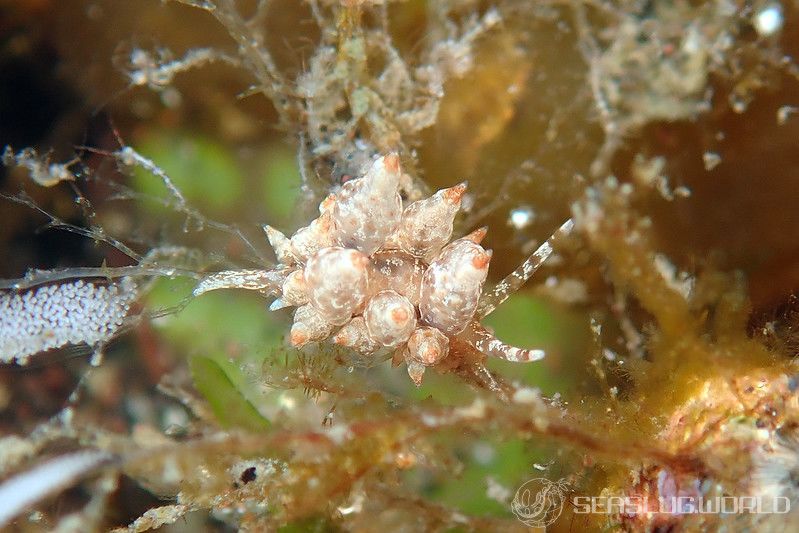 タマガワミノウミウシ Eubranchus cf. leopoldoi