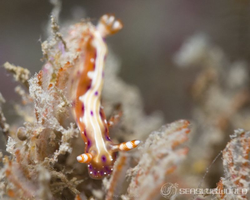 センテンイロウミウシ Hypselodoris decorata