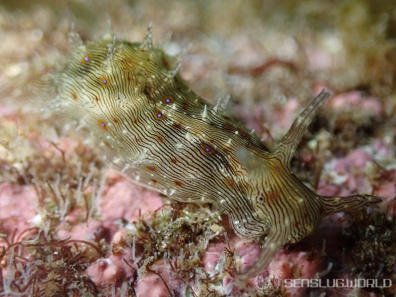 クロスジアメフラシ Stylocheilus striatus