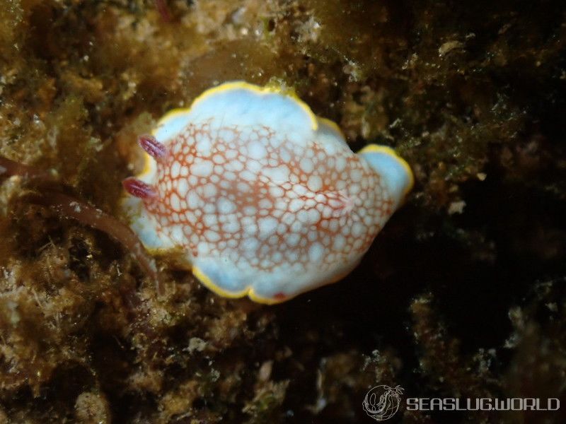 サラサウミウシ Goniobranchus sp.16