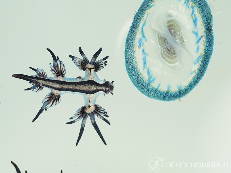 アオミノウミウシ Glaucus atlanticus