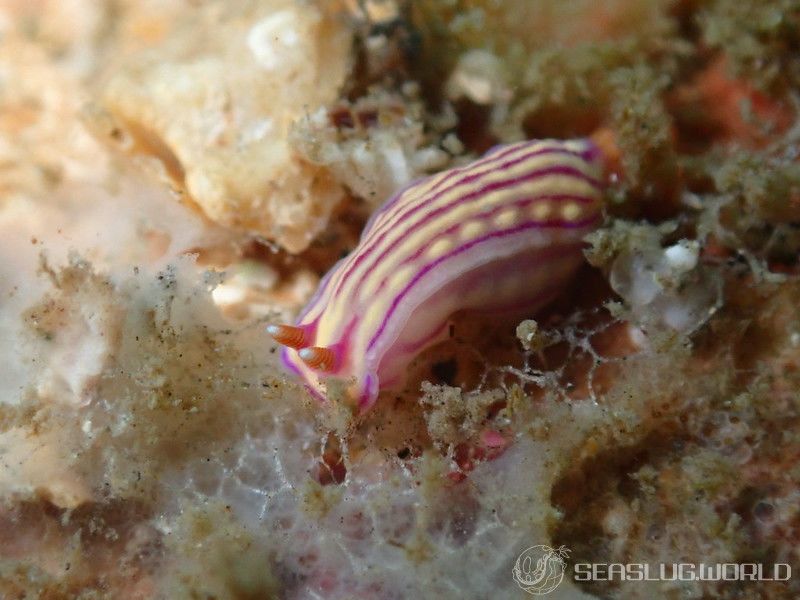 クチナシイロウミウシ Hypselodoris whitei