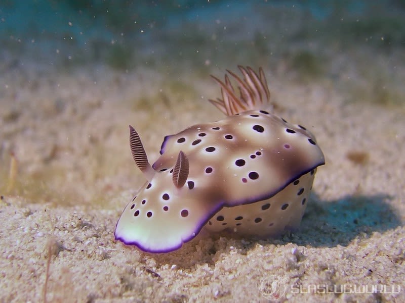 マダライロウミウシ Hypselodoris tryoni