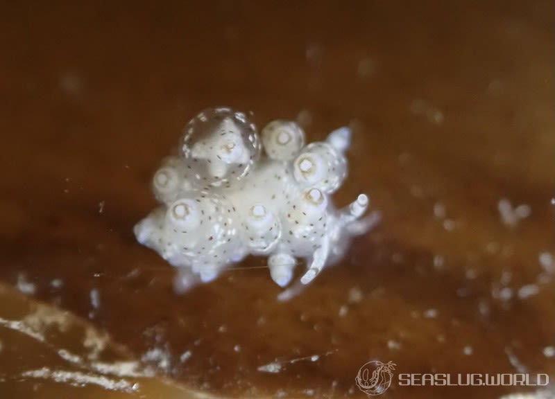 ホシアカリミノウミウシ Eubranchus sp. 5