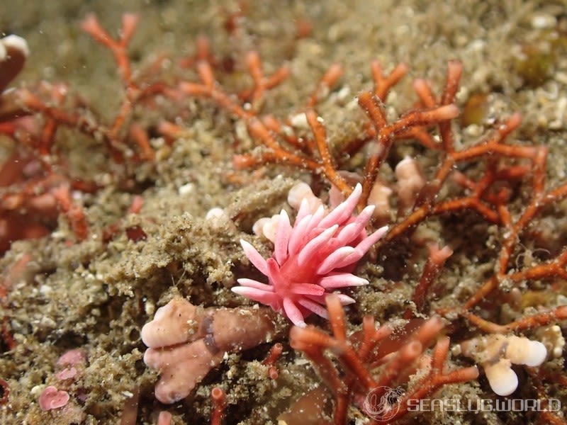 ヒロウミウシ Ceratodoris hiroi