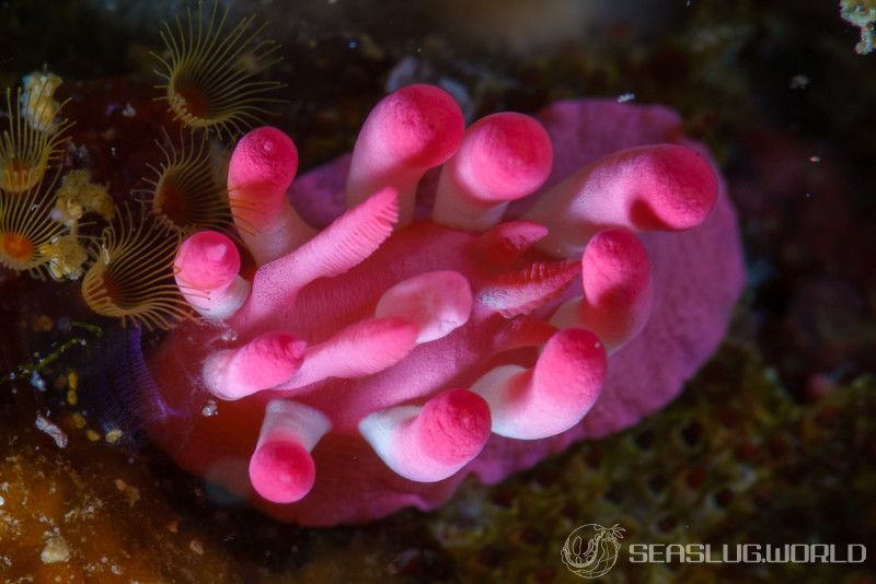 ミナミヒロウミウシ Ceratodoris nakamotoensis