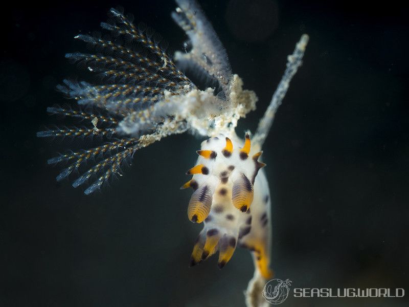 フジタウミウシ属の一種 2 Polycera sp. 2