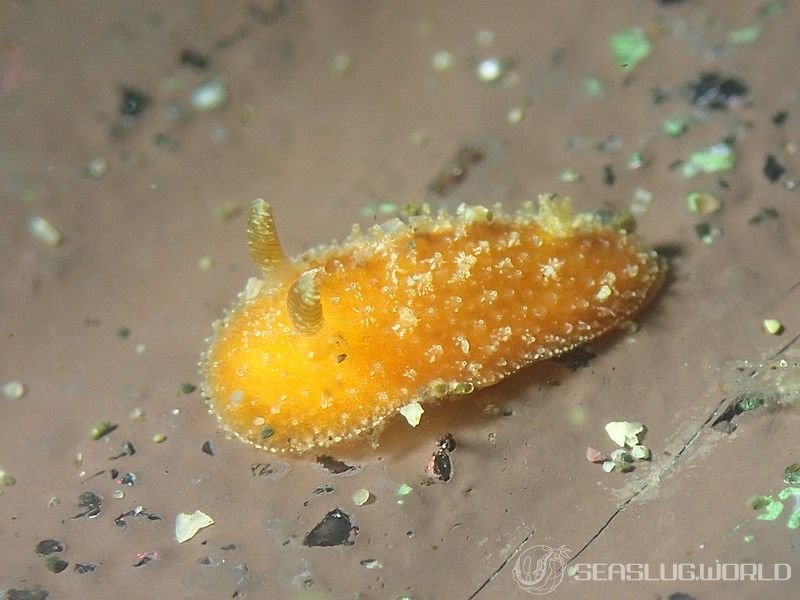 ヒメチシオウミウシ Thordisa sanguinea