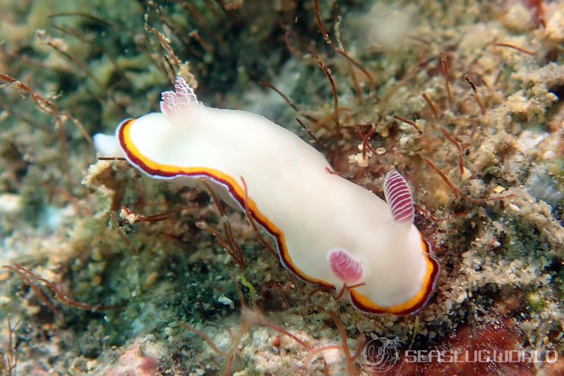 ハスイロウミウシ Goniobranchus fabulus