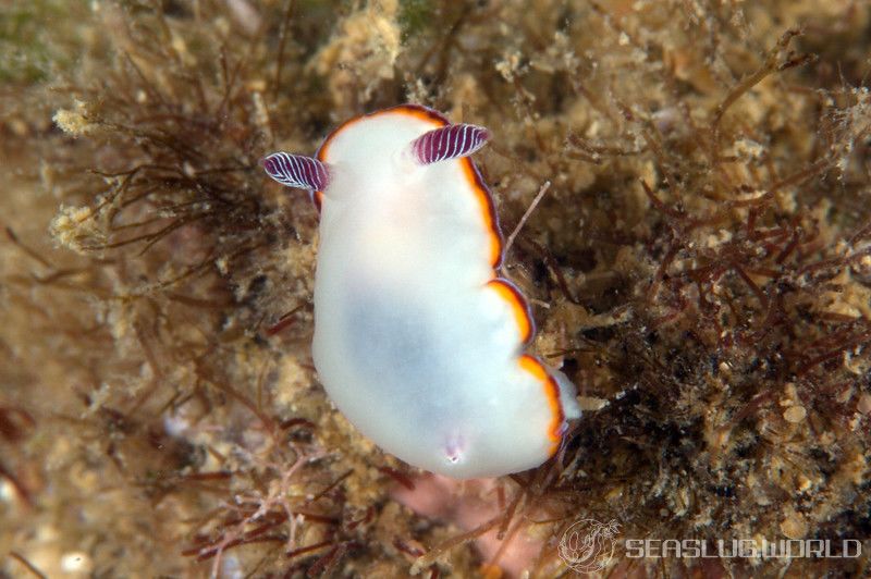 ハスイロウミウシ Goniobranchus fabulus