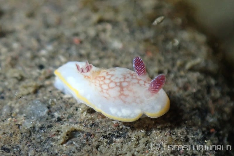 サラサウミウシ Goniobranchus sp.16