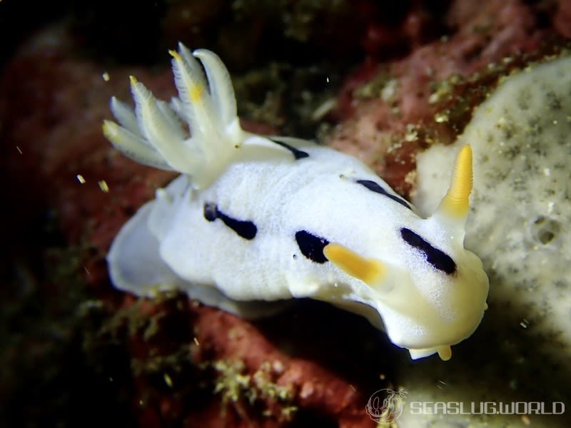 クロモドーリス・ダイアナエ Chromodoris dianae