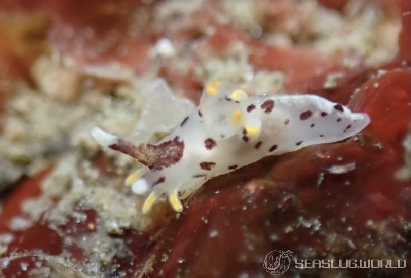 カリヤウミウシ Ancula kariyana