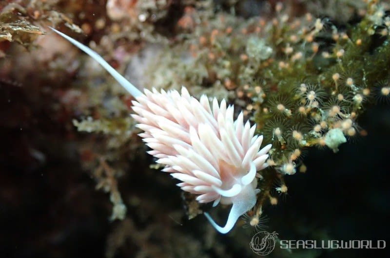 サクラミノウミウシ Sakuraeolis sakuracea