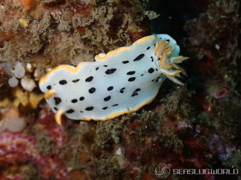 シロウミウシ Goniobranchus orientalis