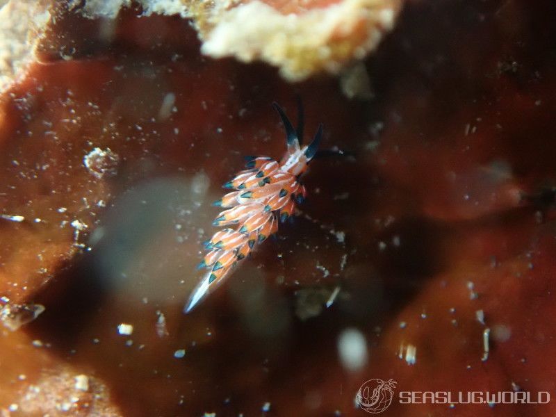 ツマグロミノウミウシ Eubranchus mimeticus