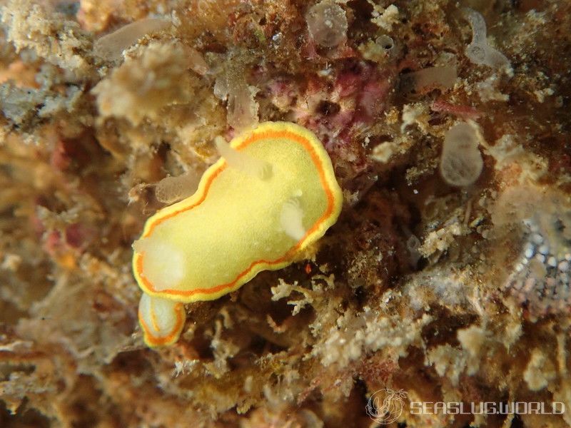 ミツイラメリウミウシ Diaphorodoris mitsuii