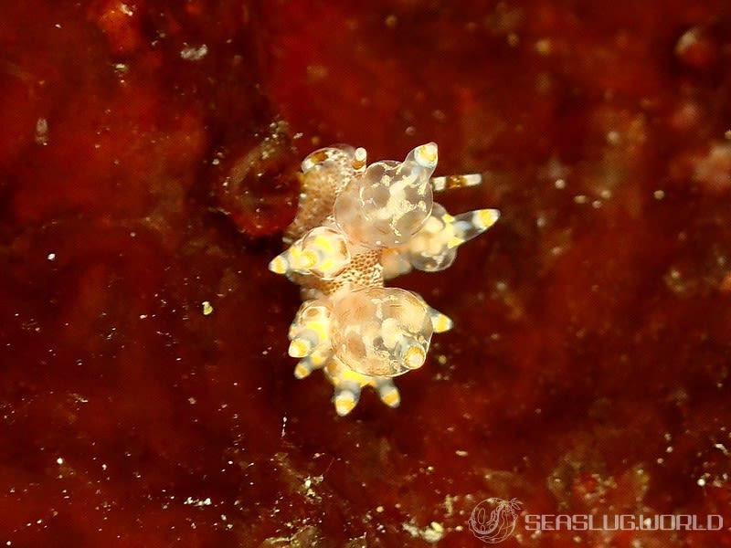 タマガワミノウミウシ Eubranchus cf. leopoldoi