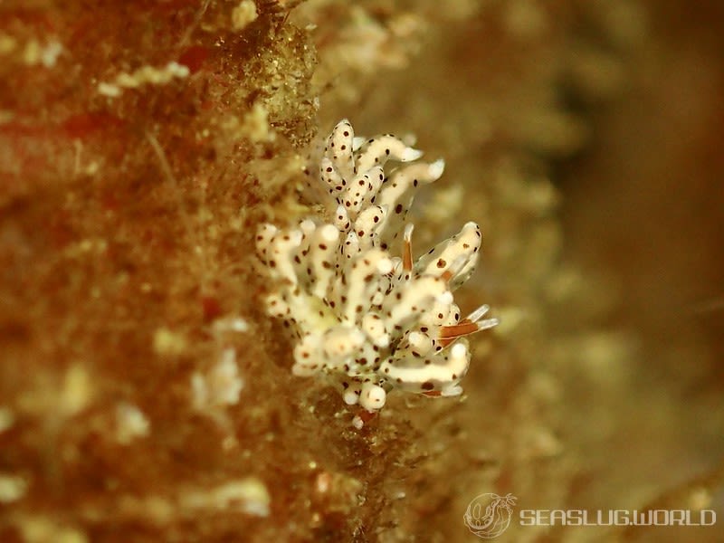 スベスベジョオウミノウミウシ Eubranchus sp. 1