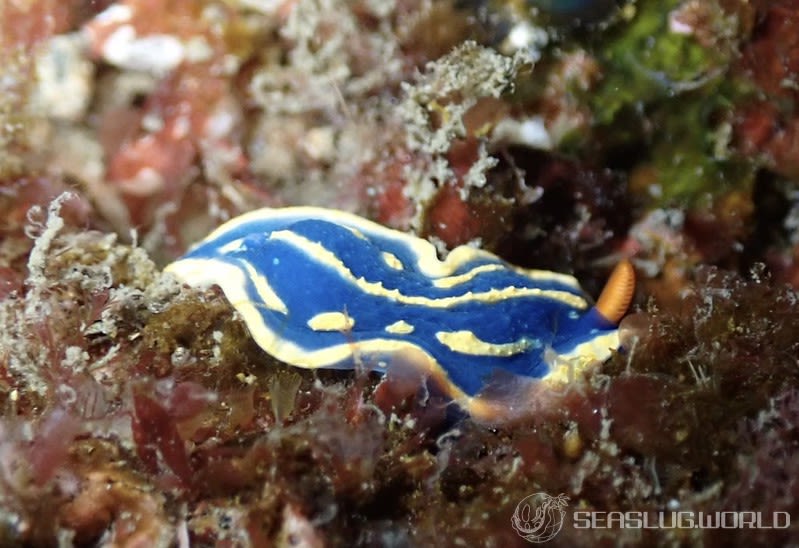 アオウミウシ Hypselodoris festiva