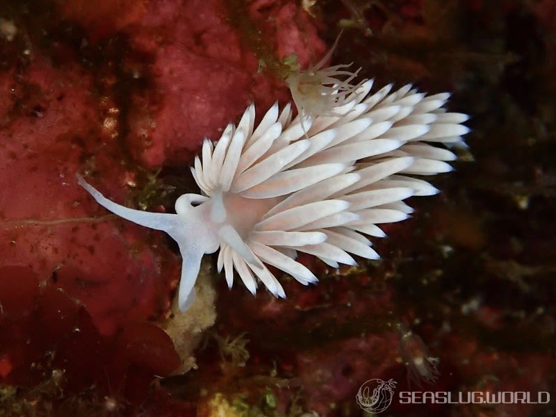 サクラミノウミウシ Sakuraeolis sakuracea