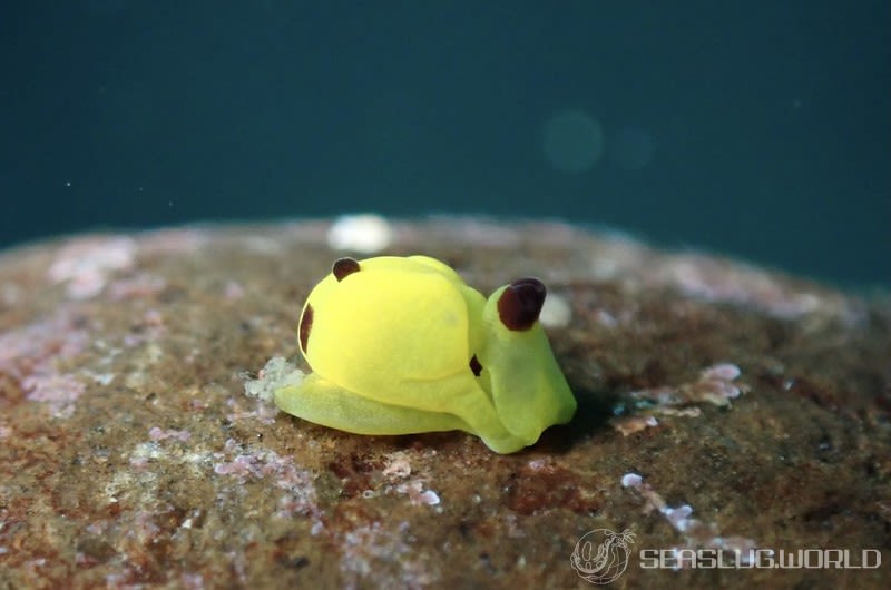 キイロウミコチョウ Siphopteron flavum