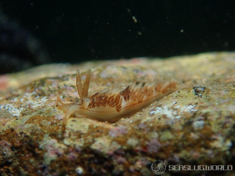 フタスジミノウミウシ Facelina bilineata