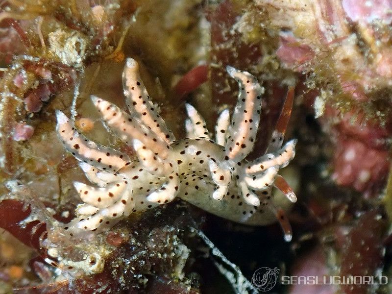 スベスベジョオウミノウミウシ Eubranchus sp. 1