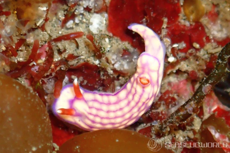 クチナシイロウミウシ Hypselodoris whitei