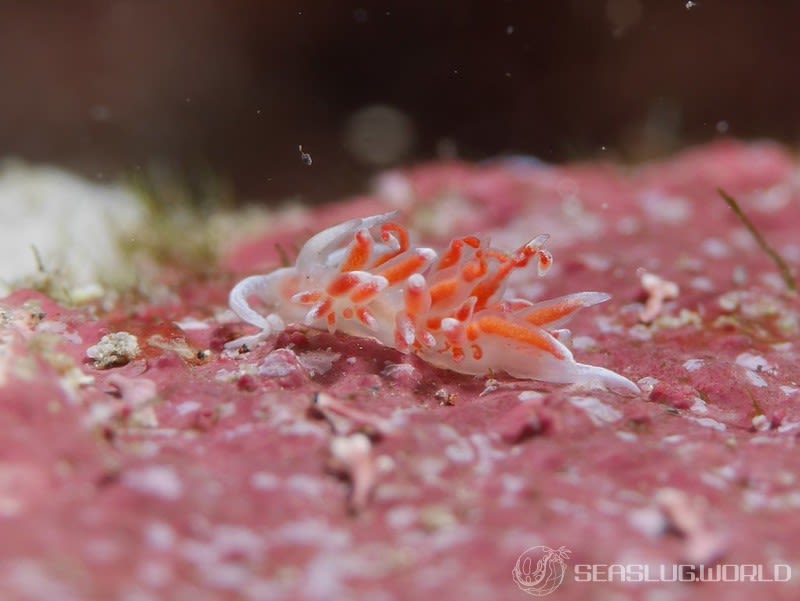 所属科不明のミノウミウシ類の一種 15 Aeolidioidea sp.15