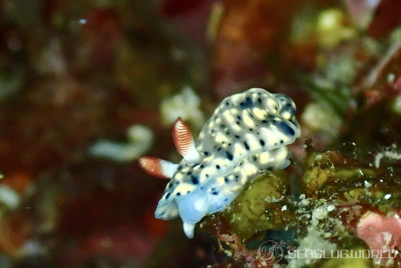 ホシゾラウミウシ Hypselodoris infucata