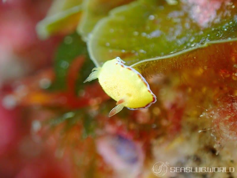 ホムライロウミウシ Goniobranchus albopunctatus