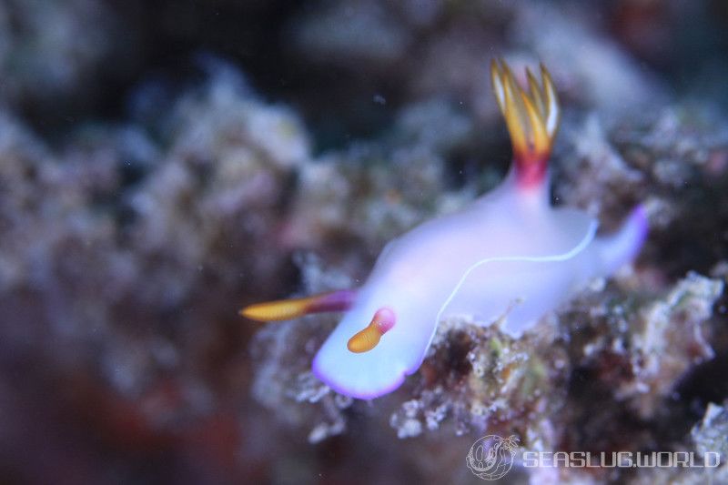 ゾウゲイロウミウシ Hypselodoris bullockii