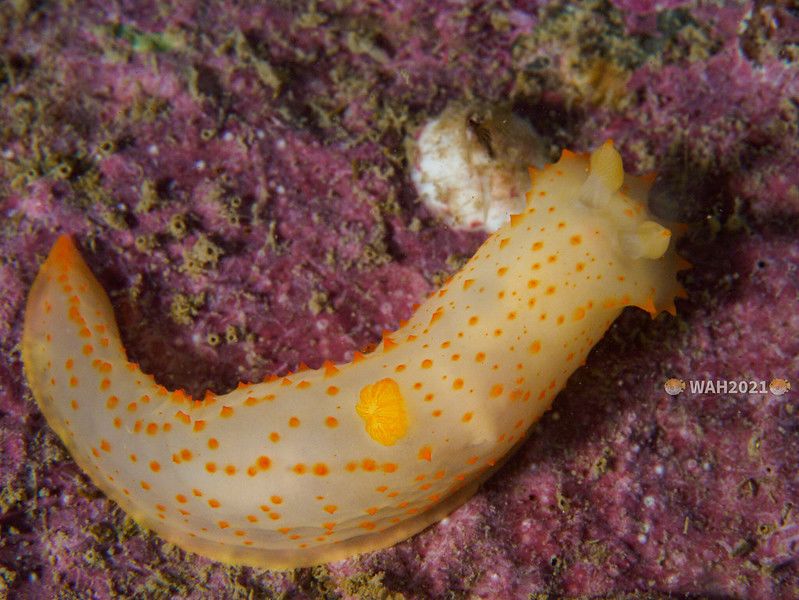 キヌハダモドキ Gymnodoris citrina