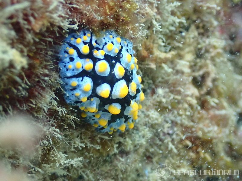 フリエリイボウミウシ Phyllidia picta