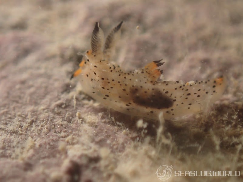 クロゴマフジタウミウシ Polycera sp. 9