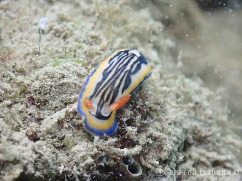 リュウモンイロウミウシ Hypselodoris maritima