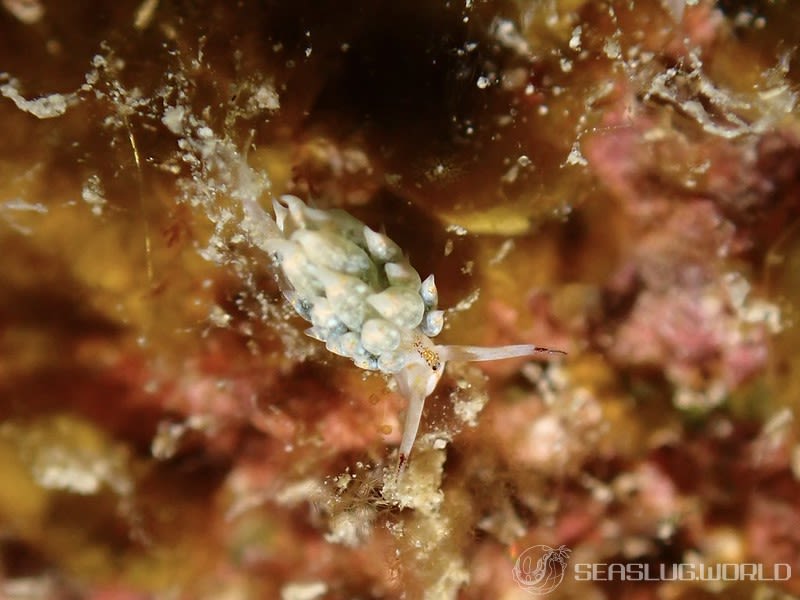 テングモウミウシ Costasiella kuroshimae