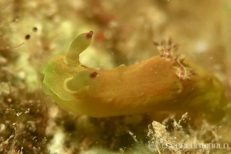 ニシキリュウグウウミウシ属の仲間 Tambja spp.