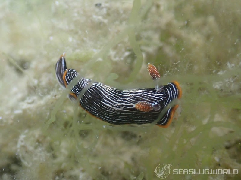 ホソスジイロウミウシ Chromodoris lineolata