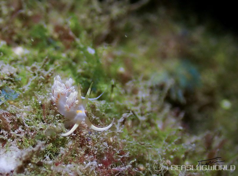 ハクセンミノウミウシ属の一種 3 Cratena sp. 3