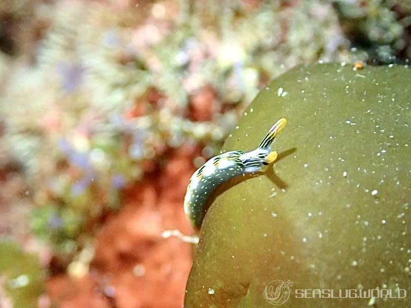 ハナミドリガイ Thuridilla splendens