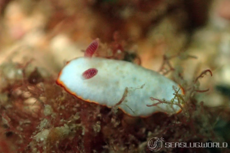 フチドリウサギウミウシ Goniobranchus preciosus