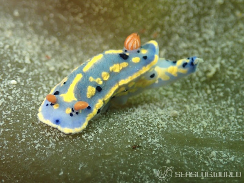 アオウミウシ Hypselodoris festiva