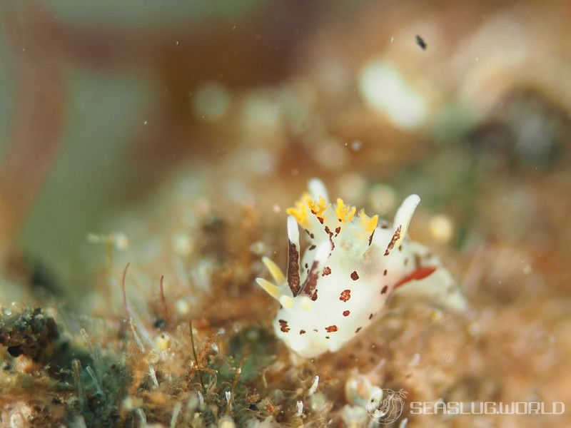 カリヤウミウシ Ancula kariyana