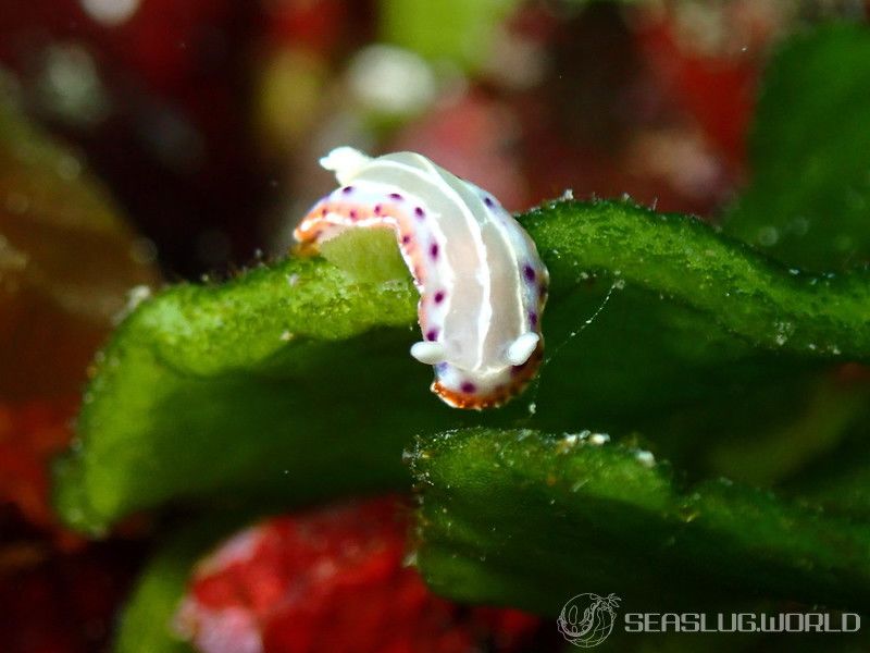 セトイロウミウシ Goniobranchus setoensis