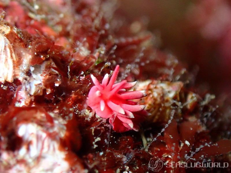 ヒロウミウシ Ceratodoris hiroi