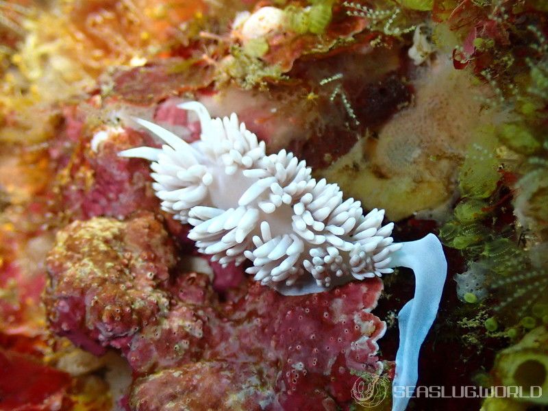 サクラミノウミウシ Sakuraeolis sakuracea